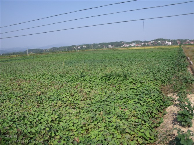 内蒙古纯种红薯苗紫薯苗出售紫薯苗红薯苗批发
