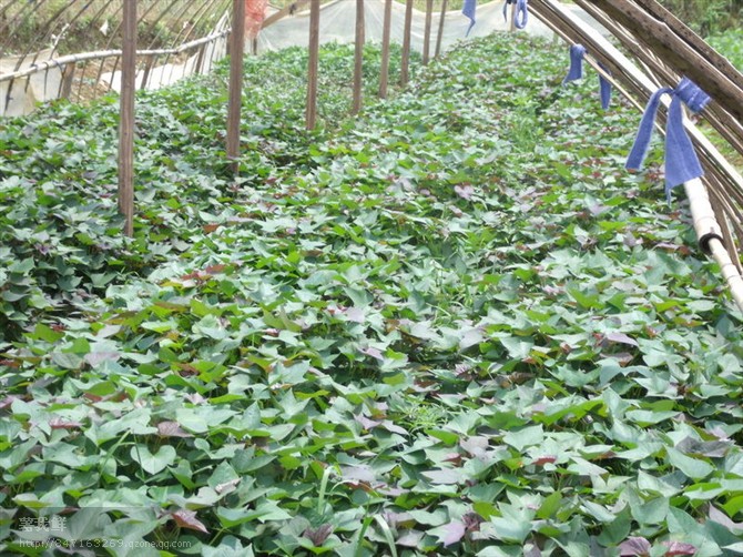 石家庄红薯苗紫薯苗商家河北紫薯苗红薯苗出售基地