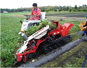 石家庄红薯苗紫薯苗商家河北紫薯苗红薯苗出售基地