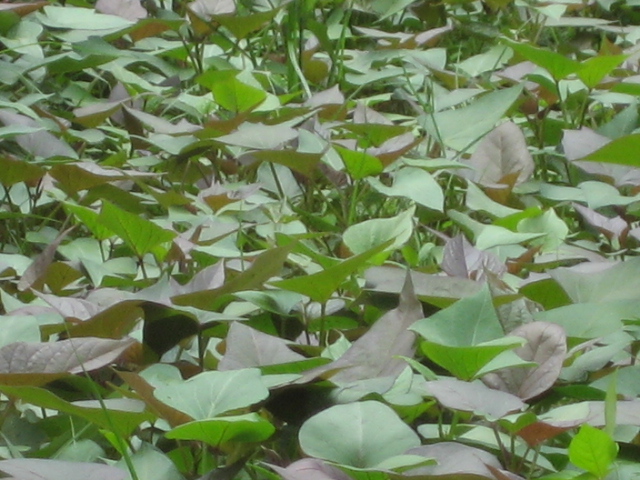 河北红薯苗紫薯苗种植厂家河北紫薯种植基地