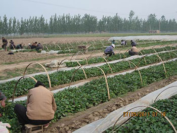 首先就是我们乐农紫薯种植合作社是有自己的加工厂,我们需要大量的紫薯所以才发展农户种植,因为自己种植出来的品种纯,所以才自己发展农户种植。