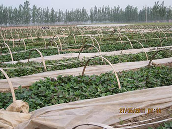 紫薯苗红薯苗批发价格河南紫甘薯品种育苗基地