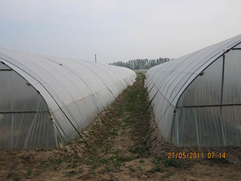 长治红薯苗紫薯苗批发基地种植紫薯成本是多少