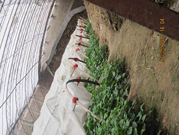 长治红薯苗紫薯苗批发基地种植紫薯成本是多少