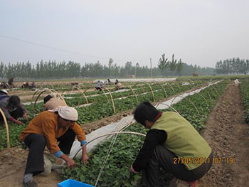 如何种植出来高产紫薯如何防止紫薯苗疯长