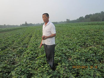 国内外紫甘薯种植技术买紫薯苗免费提供