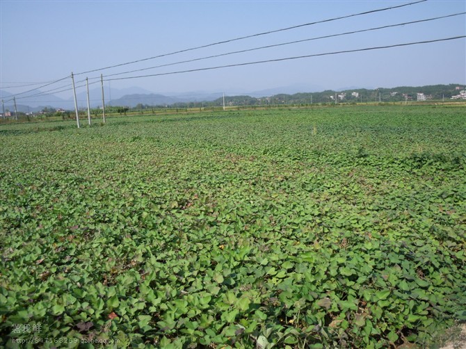 安阳红薯苗紫薯苗基地安阳红薯苗紫薯苗哪里便宜