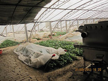 紫甘薯苗批发烟薯25红薯苗济黑紫薯苗大量出售