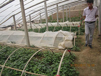2018年紫薯种植前景一亩紫薯能赚多少钱