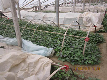 紫甘薯种植技术现在种植紫薯苗需要盖地膜吗