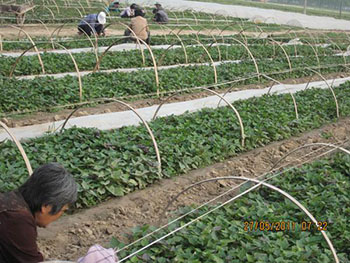 安徽宿州紫薯苗价格宿州可以种植紫甘薯吗