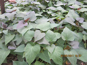 紫薯河南能种植么河南紫薯苗什么时候供应