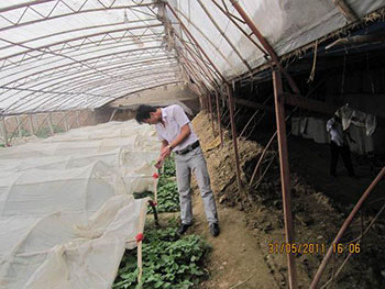 紫甘薯种苗出售价格种植紫薯行情怎么样