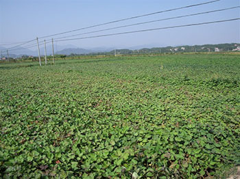 紫甘薯种植行情种植烟薯25红薯苗济黑紫薯苗挣钱吗