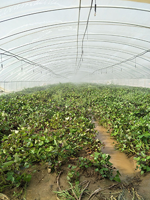紫甘薯苗繁育基地免费提供高产紫薯红薯种植技术