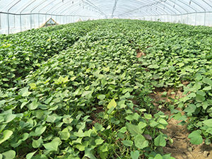 预测18年紫甘薯种植行情烟薯25红薯苗近期行情怎么样