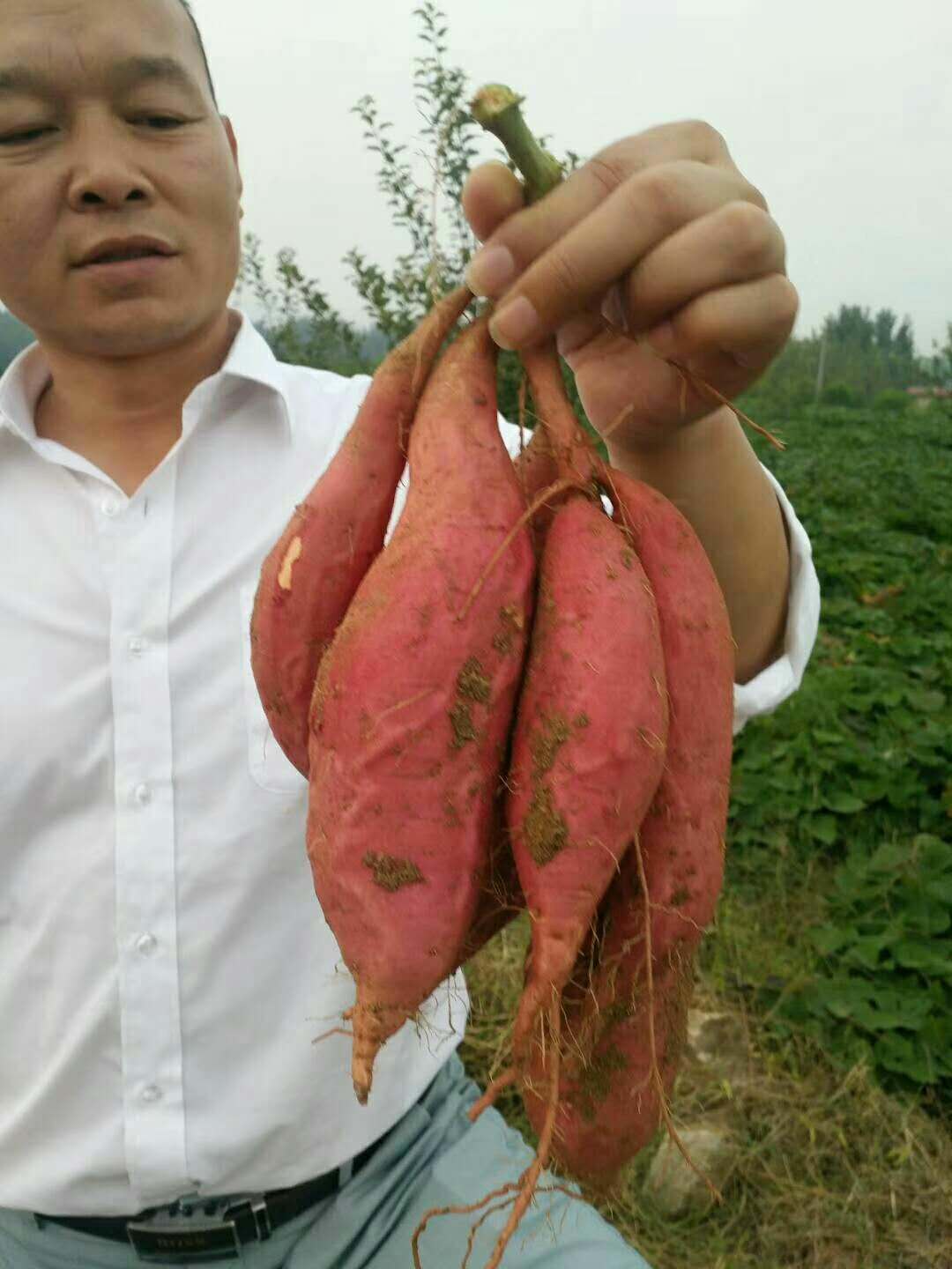 烟薯25红薯苗大量供应