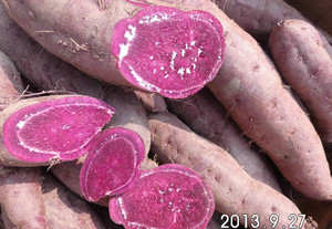 今年紫薯加工薯行情2018年紫薯加工薯的价格是多少