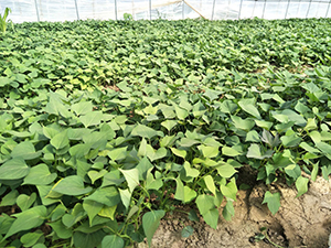 紫薯苗种植种植紫薯苗竟是为了养野猪