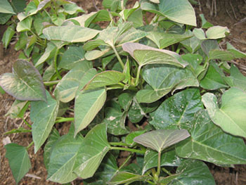 紫薯种植技术7月份还可以种植紫薯吗